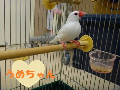 NO.356 文鳥 うめちゃん・きっとんちゃん （東海市在住） | も